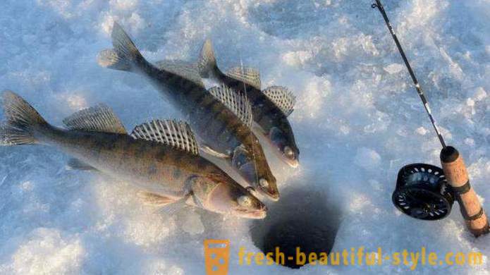 Πολιτιστικές και της αλιείας «Ψάρεμα Kalinovka» σε Ekaterinburg: πώς να πάρει σχόλια