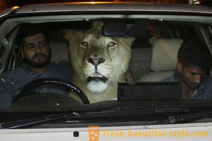 Δύο αδέλφια από το Πακιστάν έφερε ένα λιοντάρι που ονομάζεται Simba