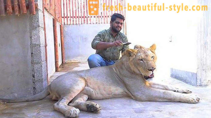 Δύο αδέλφια από το Πακιστάν έφερε ένα λιοντάρι που ονομάζεται Simba