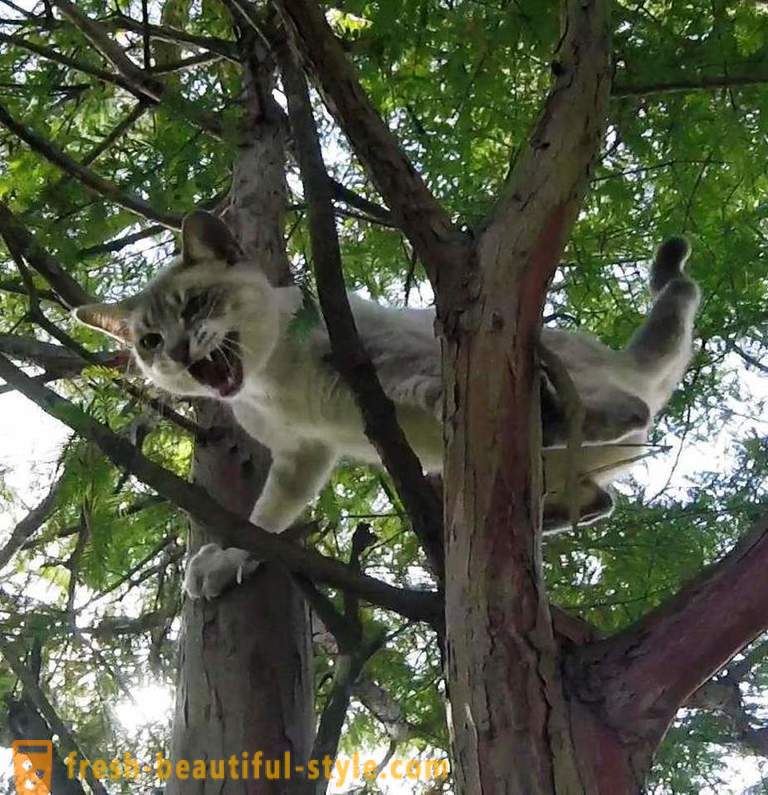 American συνταξιούχους, σκαρφαλώνοντας στα δέντρα, διασώζει γάτες