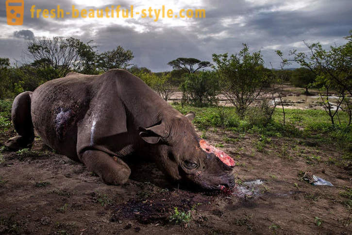 Fotorassledovanie: Το κυνήγι για κέρατο ρινόκερου