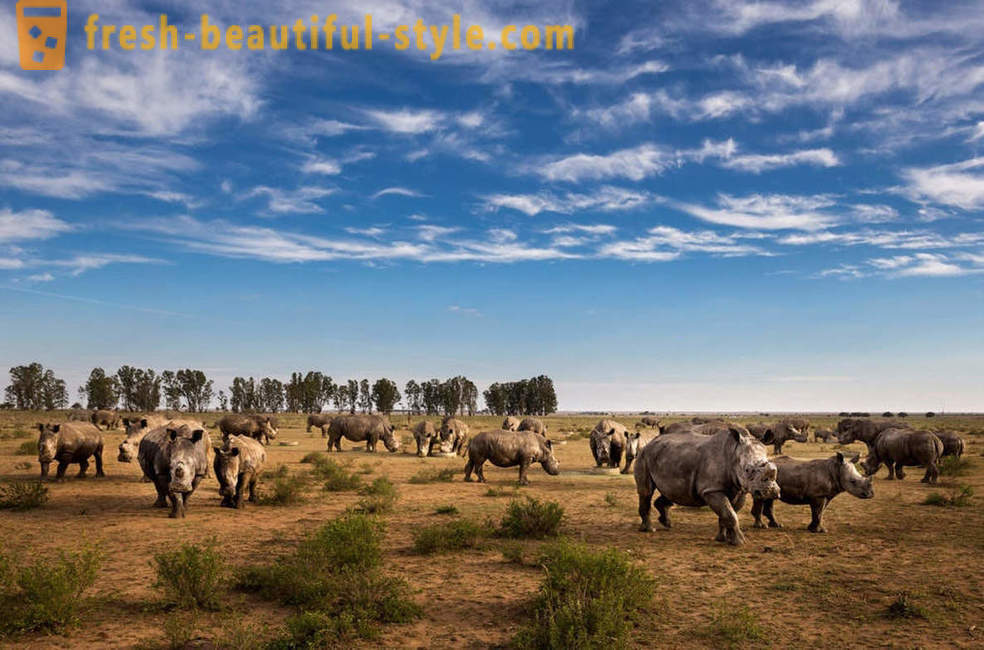 Fotorassledovanie: Το κυνήγι για κέρατο ρινόκερου