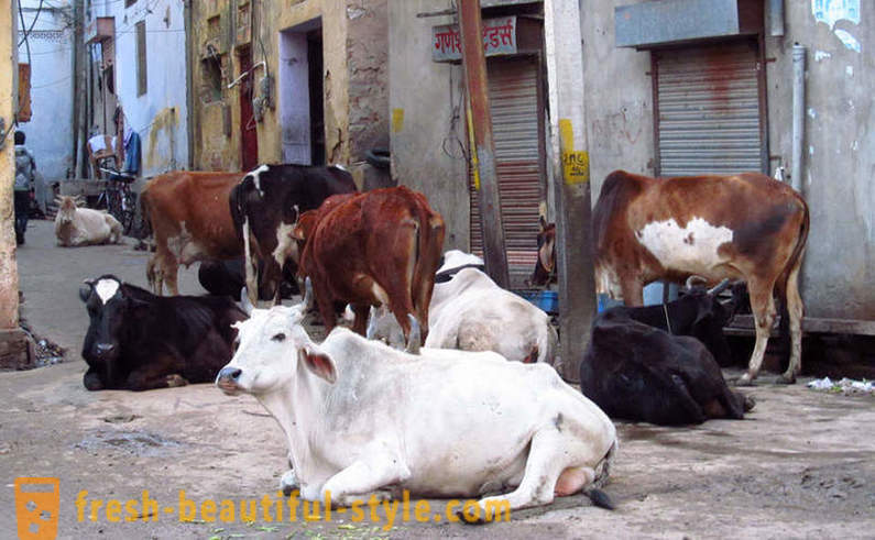 Αδέσποτα αγελάδες - ένα από τα προβλήματα της Ινδίας