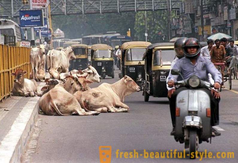 Αδέσποτα αγελάδες - ένα από τα προβλήματα της Ινδίας
