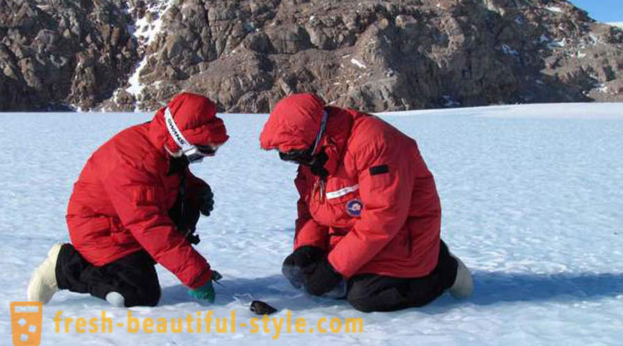 Τι είναι τόσο συγκλονιστική, επιστήμονες ανακάλυψαν στην Ανταρκτική