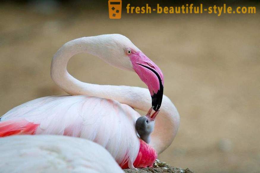Flamingo - μερικά από τα παλαιότερα είδη πουλιών