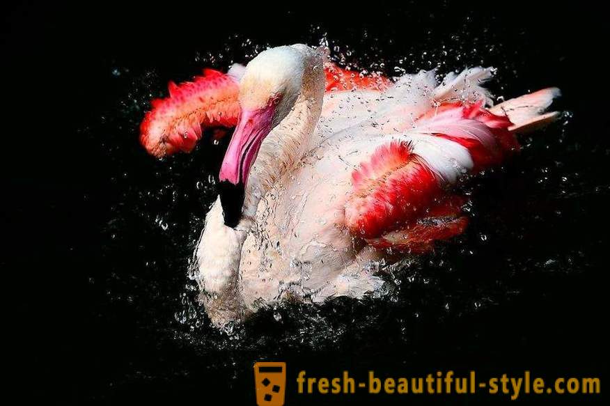 Flamingo - μερικά από τα παλαιότερα είδη πουλιών