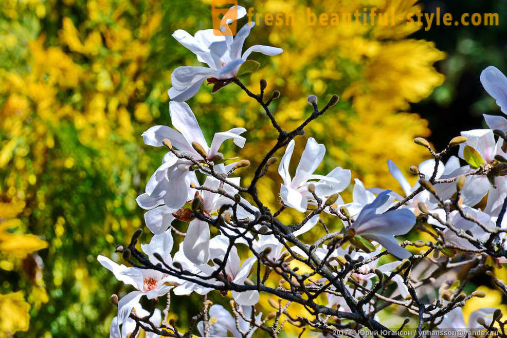 Όμορφη ανθοφορία Magnolia Κριμαίας