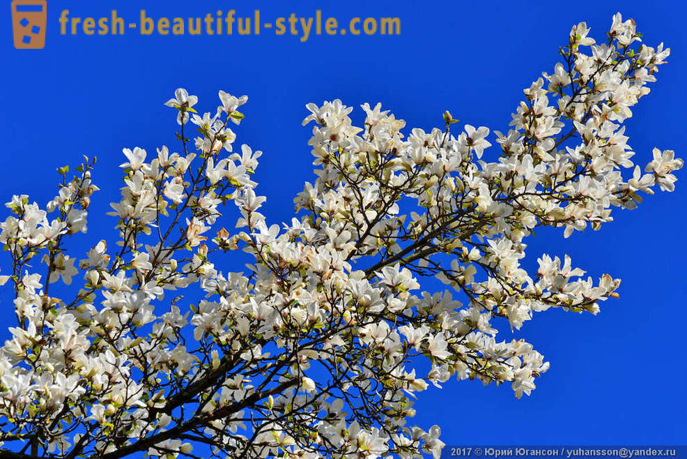 Όμορφη ανθοφορία Magnolia Κριμαίας