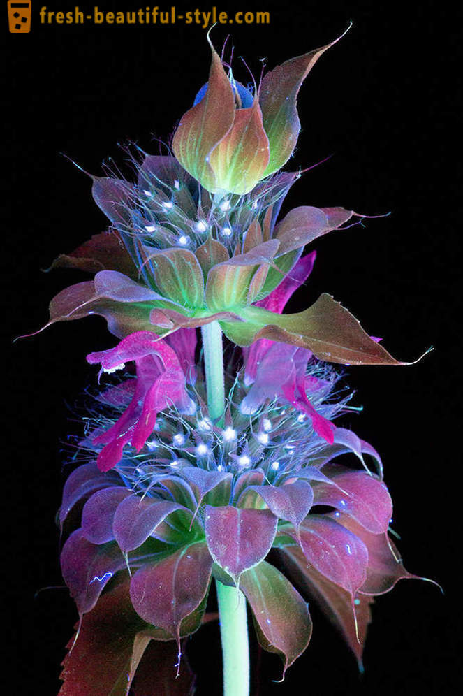 Εκθαμβωτική φωτογραφίες των λουλουδιών, άναψε με υπεριώδες φως