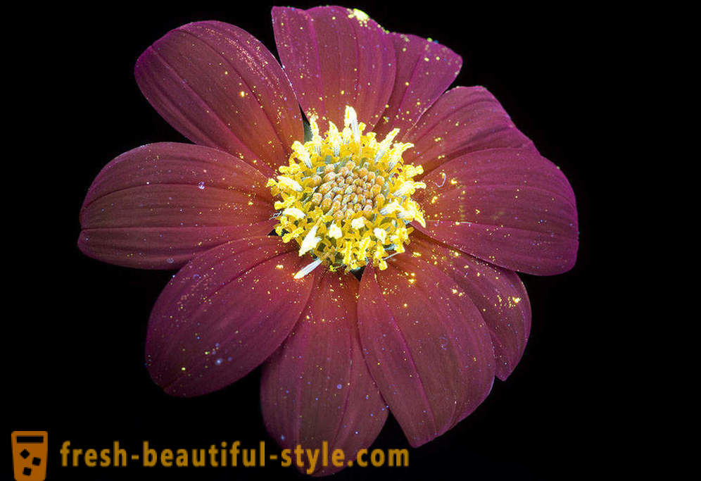 Εκθαμβωτική φωτογραφίες των λουλουδιών, άναψε με υπεριώδες φως