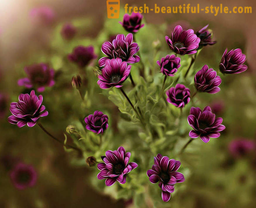 Η ομορφιά των λουλουδιών σε μακρο φωτογραφία. Όμορφες εικόνες των λουλουδιών.