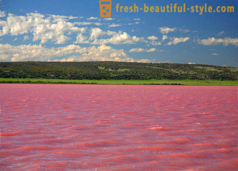 Στη Ρωσία, υπάρχει μια λίμνη, η οποία μετατρέπεται σε «ροζ πολτός» κάθε Αύγουστο