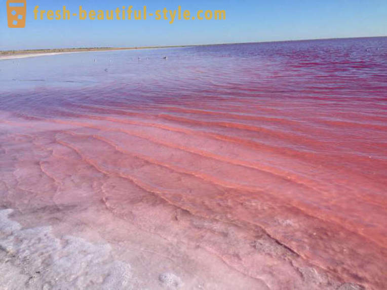 Στη Ρωσία, υπάρχει μια λίμνη, η οποία μετατρέπεται σε «ροζ πολτός» κάθε Αύγουστο