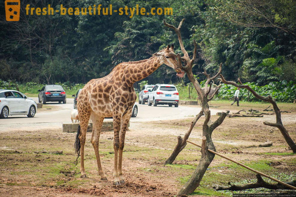 Κίνα, Guangzhou: Chimelong Safari Park (Μέρος 1)