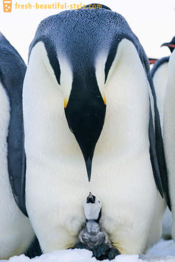 Όπως αρσενικό Αυτοκράτορας πιγκουίνοι φροντίδα για τους απογόνους τους