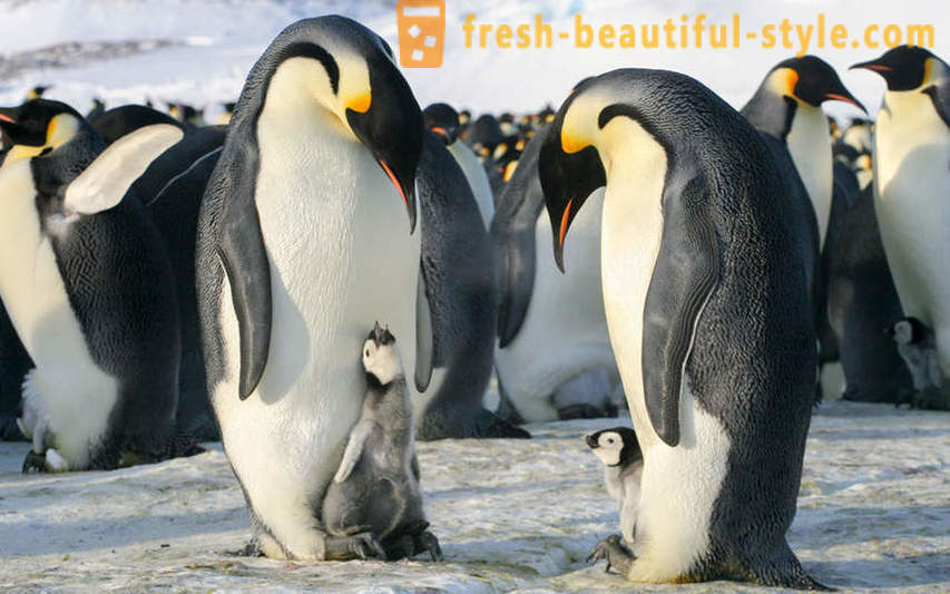 Όπως αρσενικό Αυτοκράτορας πιγκουίνοι φροντίδα για τους απογόνους τους