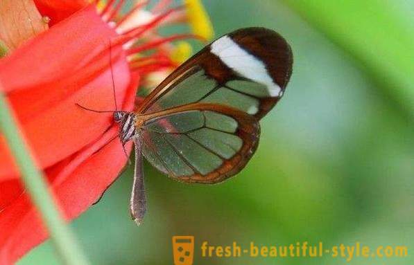Εκπληκτικό Sesiidae πεταλούδα