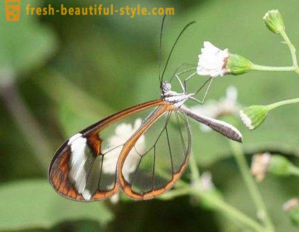 Εκπληκτικό Sesiidae πεταλούδα