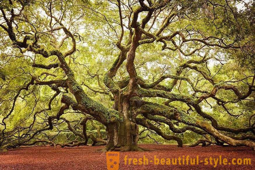 Φωτεινό και ασυνήθιστη δέντρα από όλο τον κόσμο