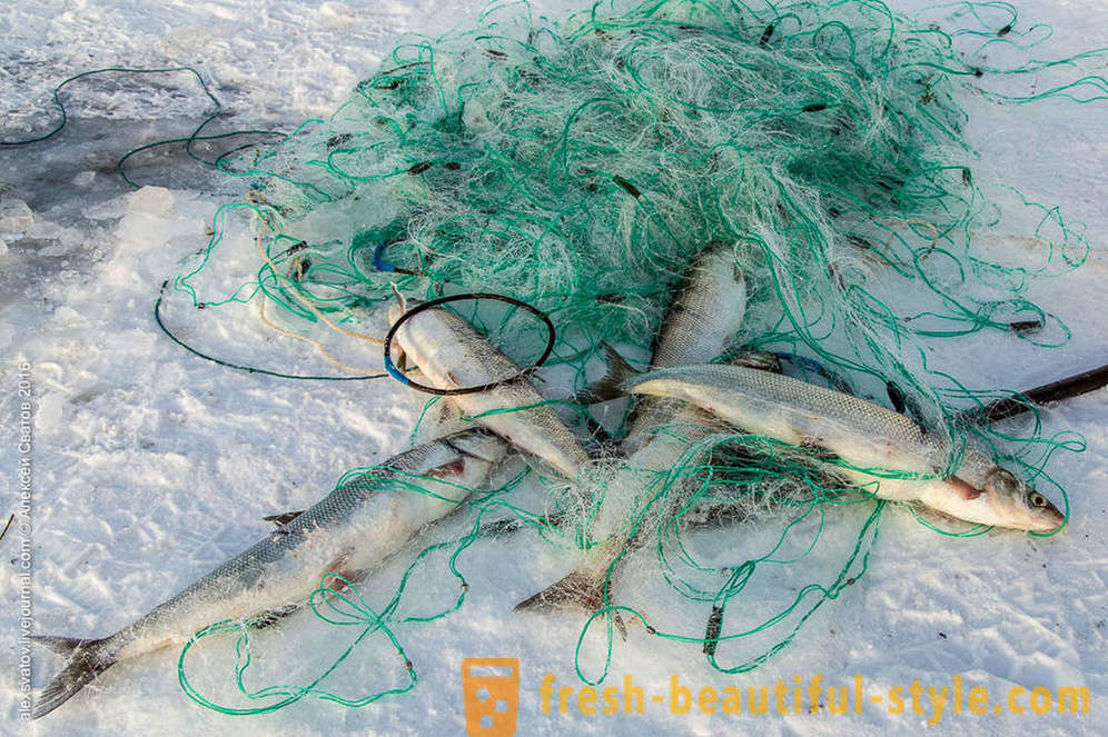 Πώς rybinspektory για Baikal