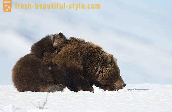 Ή μπορεί να μην είναι το μοναδικό στη ρωσική ταινία για την οικογένεια αρκούδα;