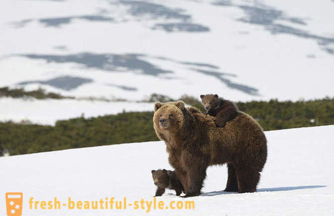 Ή μπορεί να μην είναι το μοναδικό στη ρωσική ταινία για την οικογένεια αρκούδα;