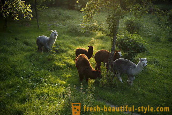 Η ζωή μεταξύ των alpacas