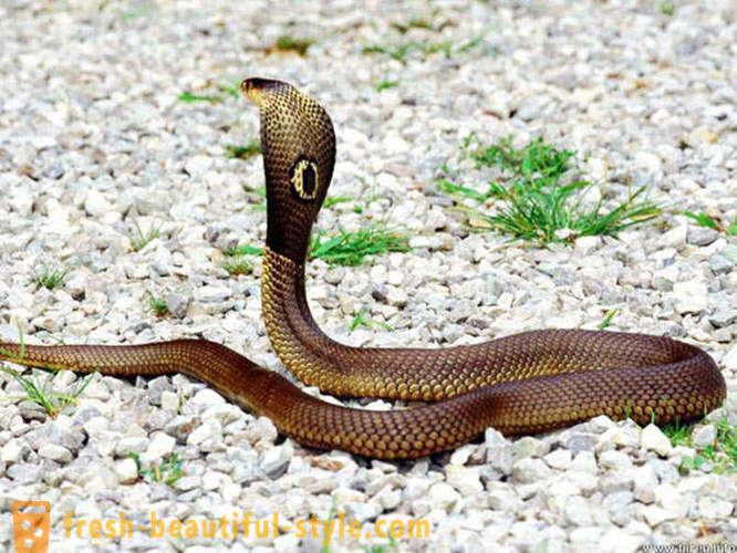 Τα πιο επικίνδυνα φίδια στον κόσμο
