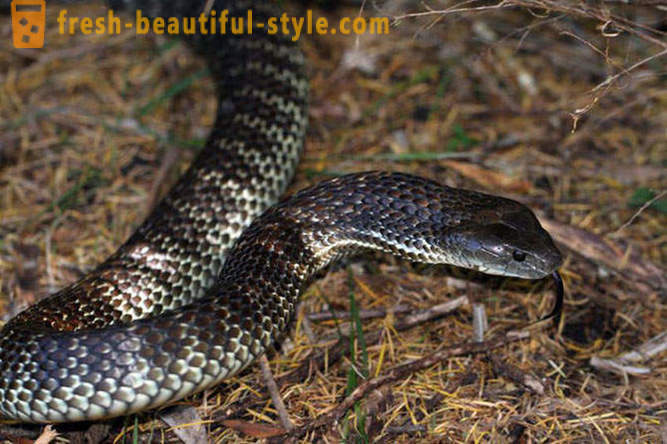 Τα πιο επικίνδυνα φίδια στον κόσμο
