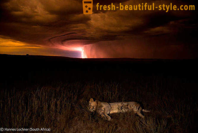 Οι νικητές του διαγωνισμού φωτογραφίες άγριας φύσης 2012