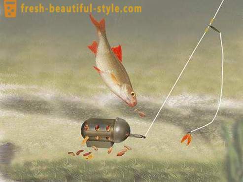 Roach - ψάρι της οικογένειας των κυπρίνων. Περιγραφή και φωτογραφίες. Πώς να πιάσει την κατσαρίδα;