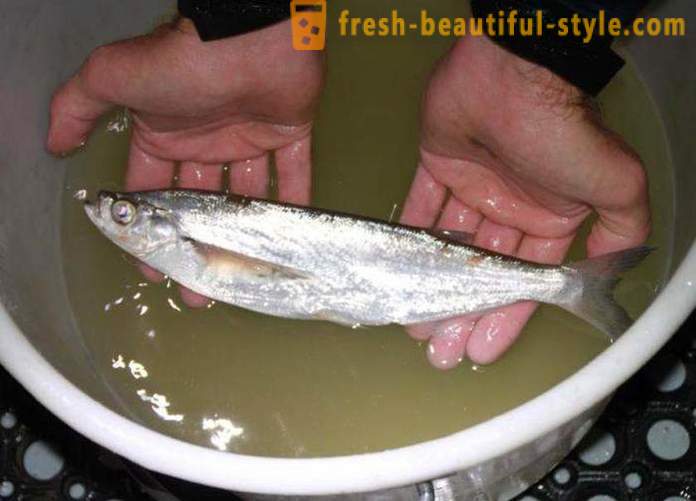 Σε περίπτωση που η συνήθης sabrefish ψάρια; Πώς να μαγειρέψουν sabrefish ψάρια;