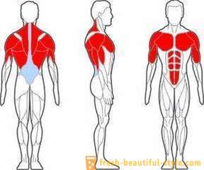 Ποιες είναι οι μύες που εργάζονται με push-ups. Ποια μύες εργάζονται με ντιπ
